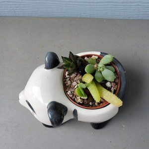 Accents | Ceramic Panda Planter Succulent Planter Animal Plant Pot ...
